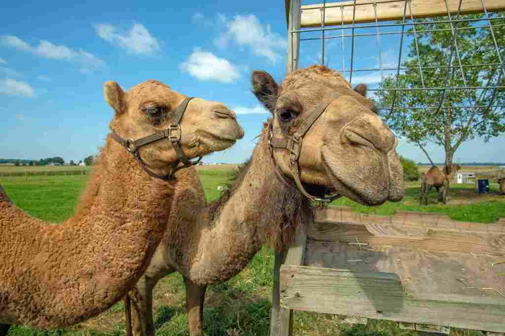 Camel Farms 1