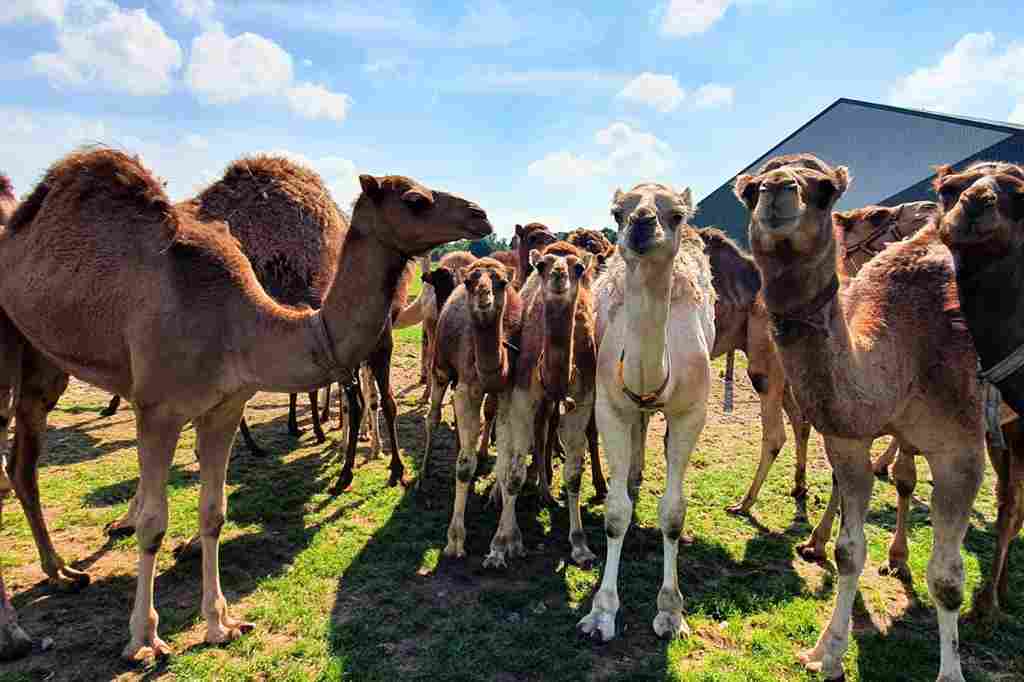 Camel farms 2