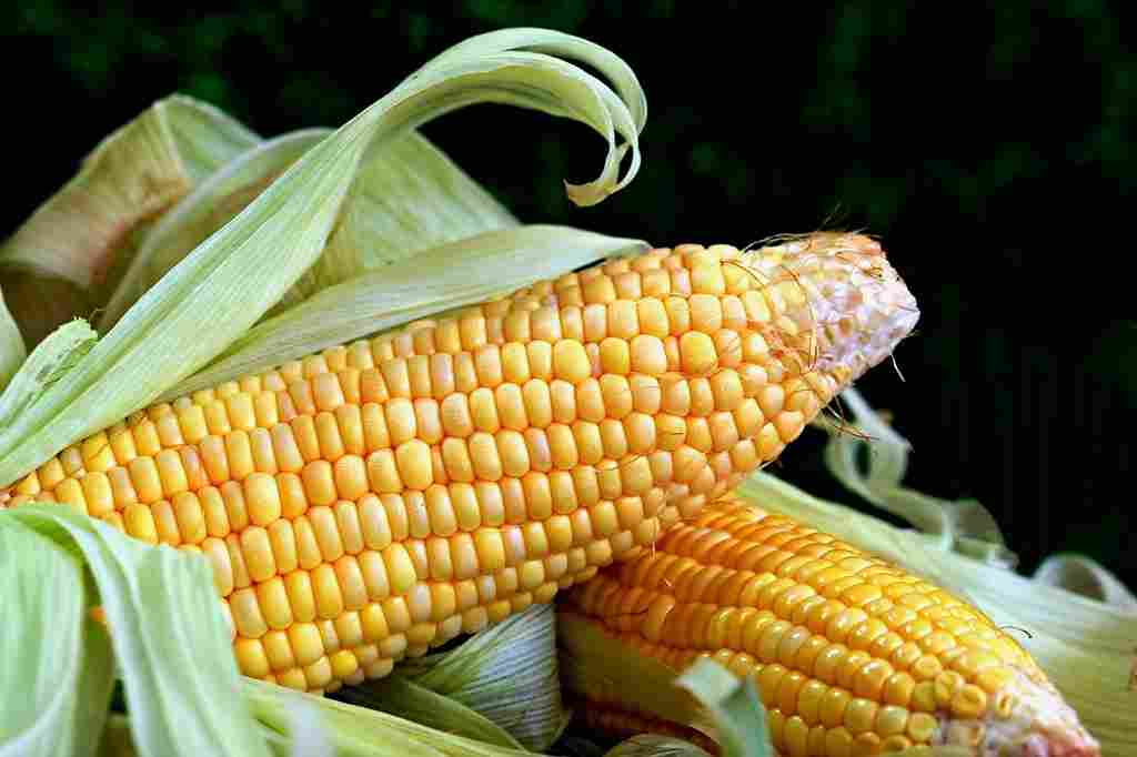 Corn And Starch 1