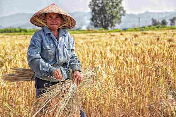 Rice Fields 1