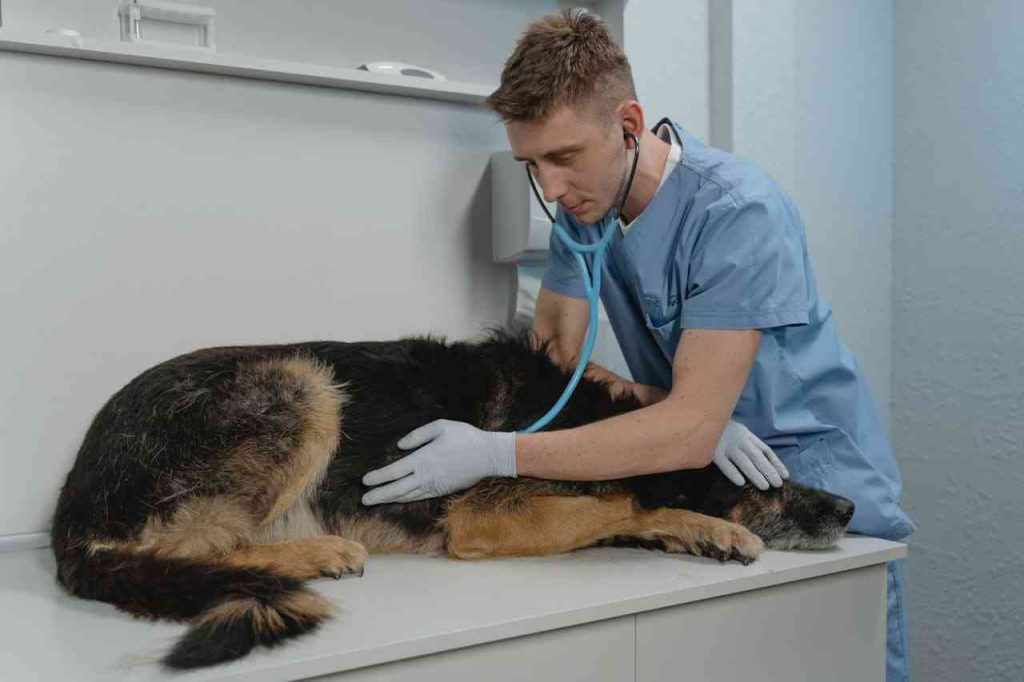 Veterinary Clinic 1