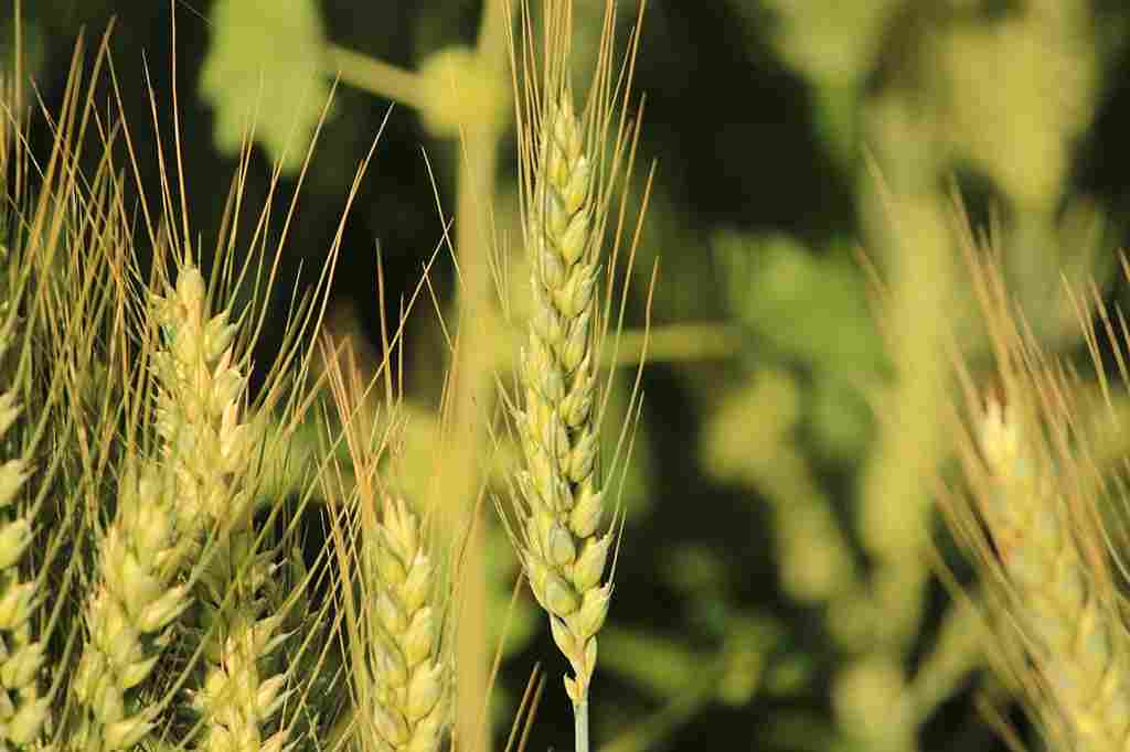 Wheat And Barley 1