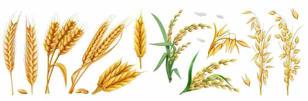 Wheat and barley 2
